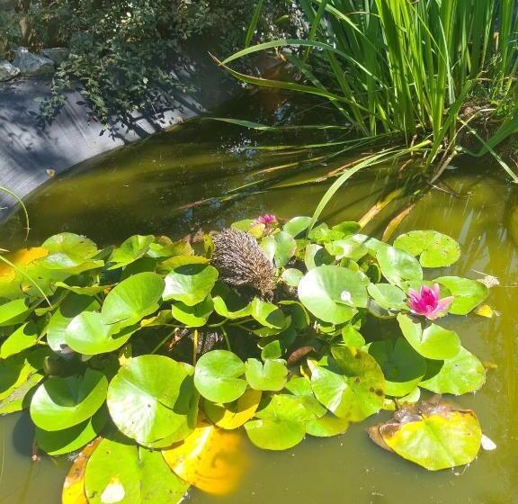 Domaine De Lescout Chambres & Gîtes Spapiscine