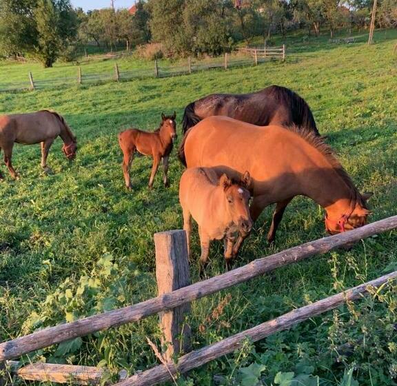 בית מלון כפרי Complex Merisoru De Munte