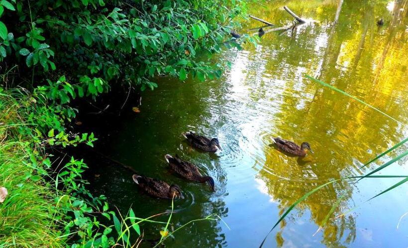 בית מלון כפרי Loft Wood