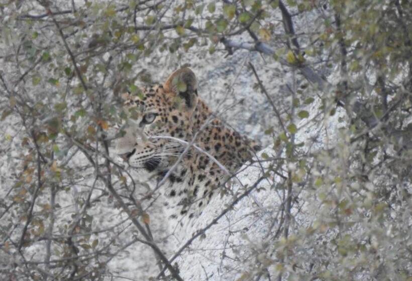 Курорт Jawai Bera Leopard Camp