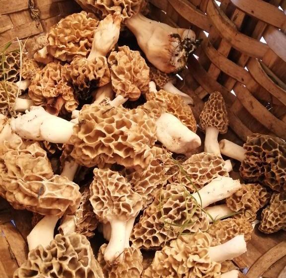 Общежитие Labaiengo Ostatua