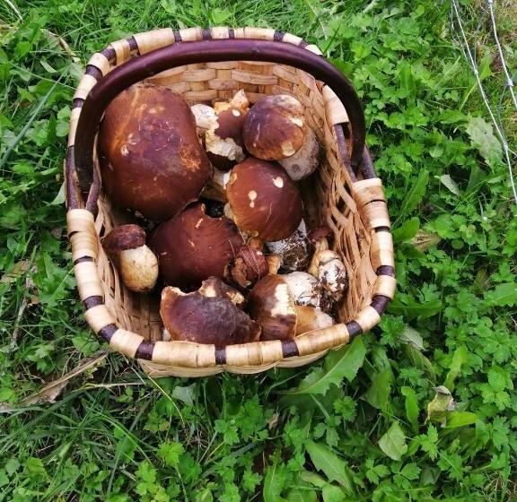 Общежитие Labaiengo Ostatua