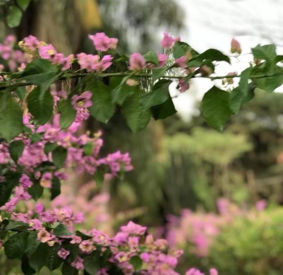 膳宿费 Rancho Dos Pássaros Amarelos