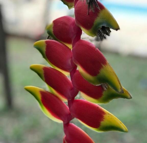 膳宿费 Rancho Dos Pássaros Amarelos