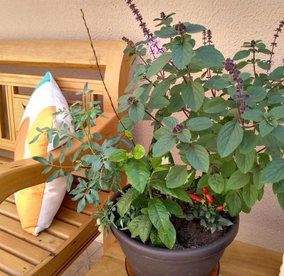 بنسيون Zen Pousada