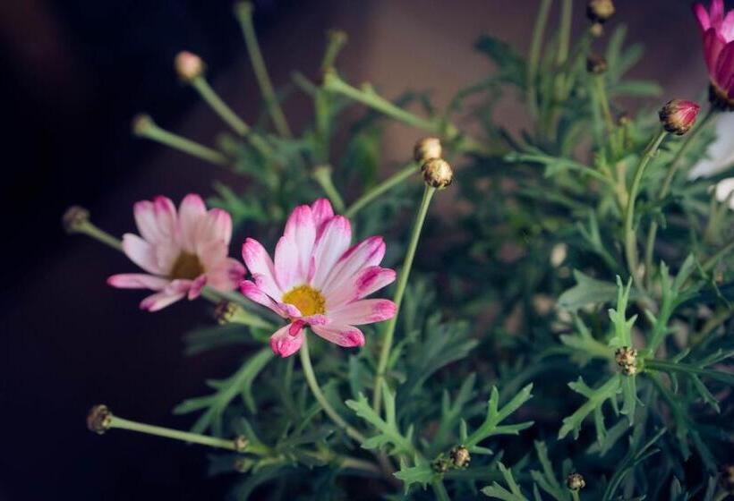 בית מלון כפרי Alpina