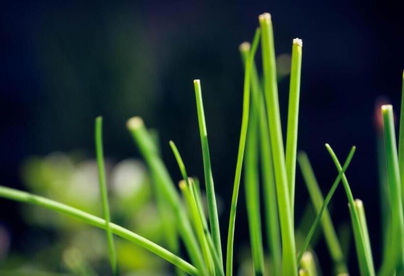 בית מלון כפרי Alpina