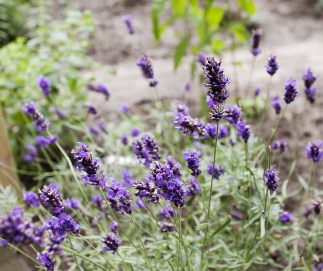 هتل Fidder Patrick S Whisky Bar