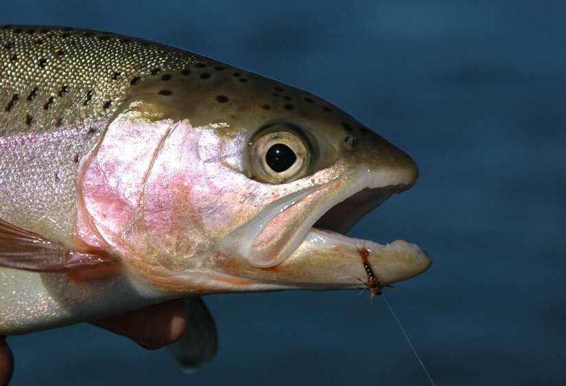 فندق Hilton Garden Inn Redding