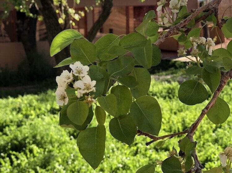 ホテル Sami Atacama