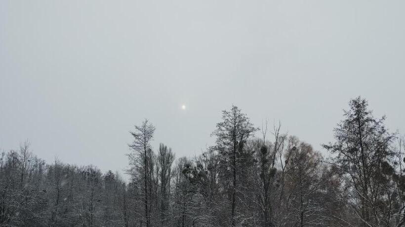 הוסטל шафран