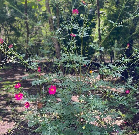 فندق Finca Avellanas