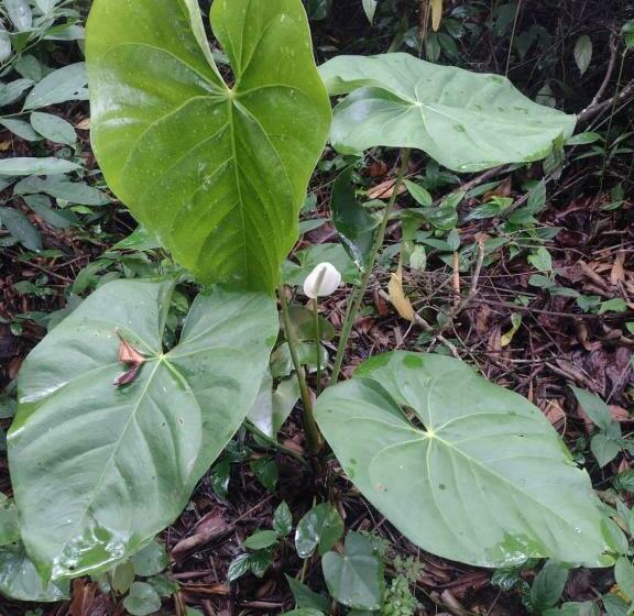 فندق Cabaña Nido El Gorrión