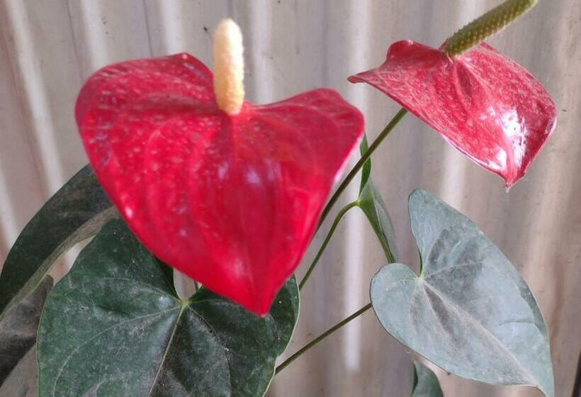 فندق Cabaña Nido El Gorrión