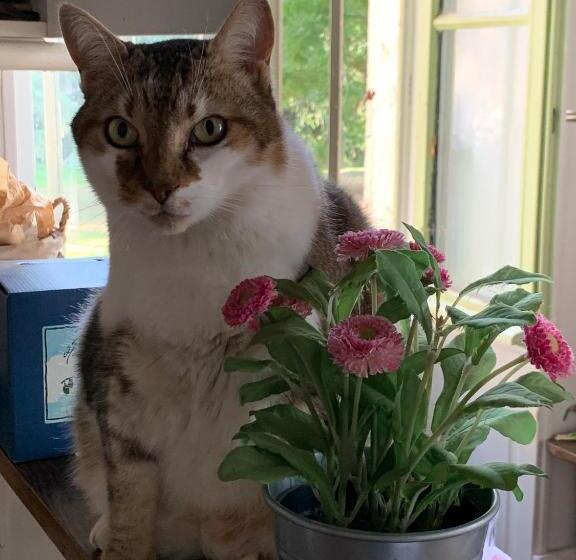 Пансион Château Du Mauny, Gîtes Et Chambres D Hôtes En Bourgogne