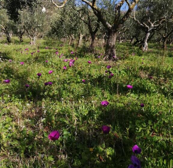 Пансион Le Coste Affittacamere