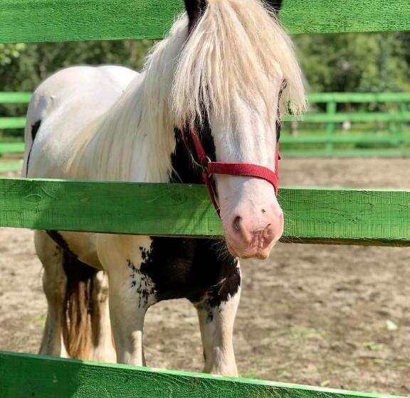 Пансион Villa Gherman