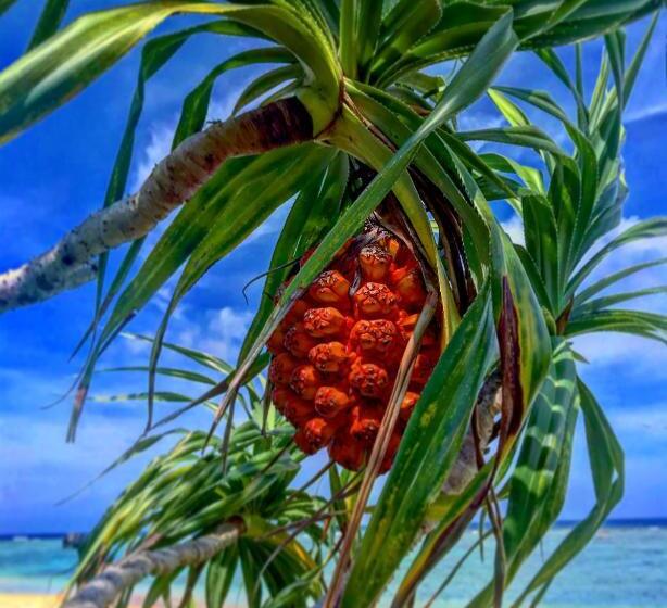 Albergue みーまん奄美