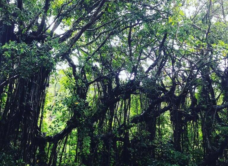 Albergue みーまん奄美