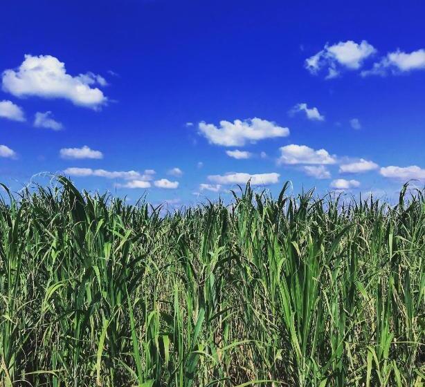 Albergue みーまん奄美