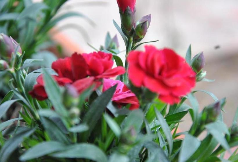 مبيت وإفطار Agriturismo La Mandragola Relais