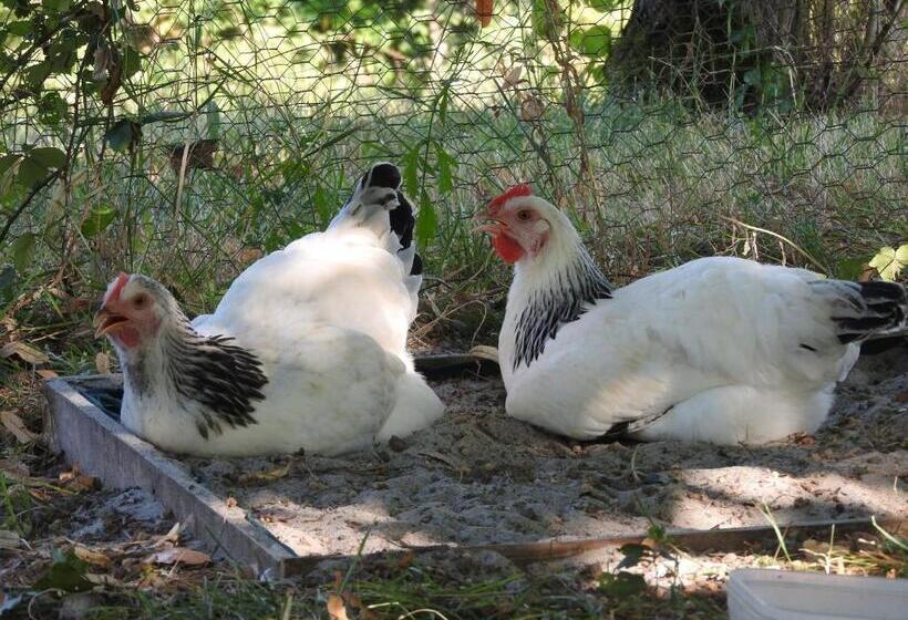 住宿加早餐  La Dame Fines