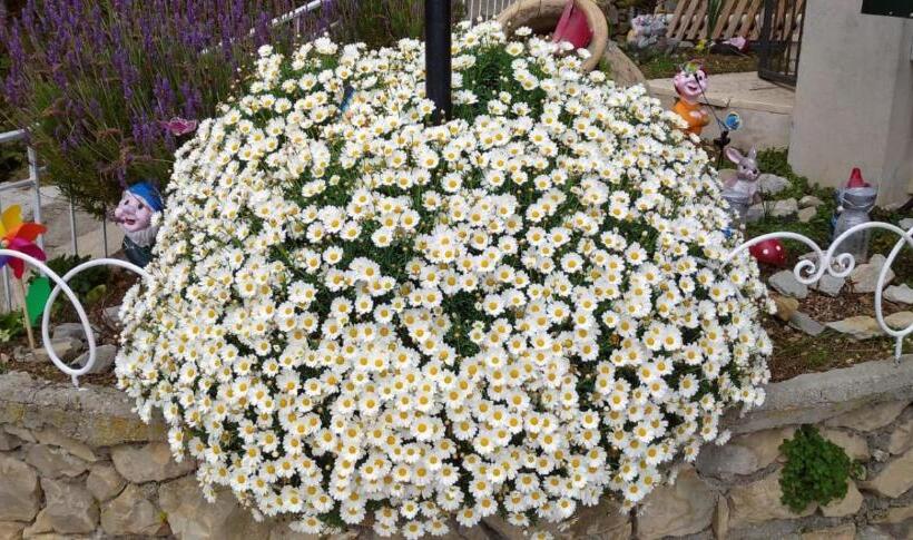 ホテル Agriturismo Vecchio Frantoio