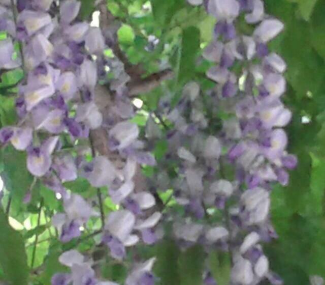 ホテル Borgo Di Corte Alloggio Agrituristico