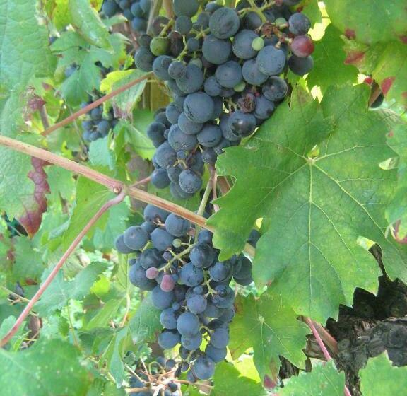 ホテル Borgo Di Corte Alloggio Agrituristico