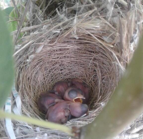 پانسیون Ferme Walila