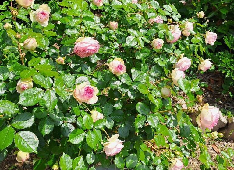 膳宿费 Grazzano Antica Stazione