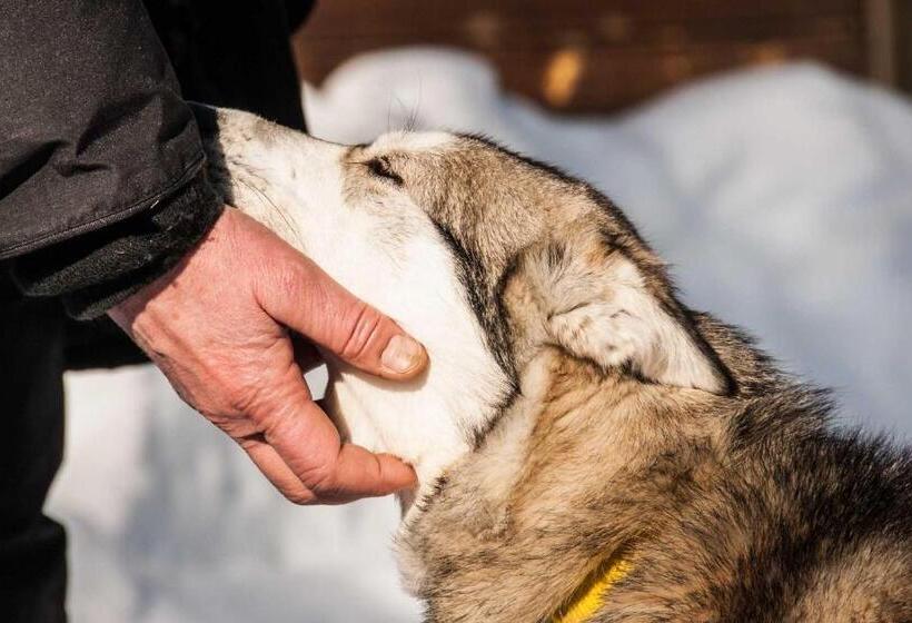 ホテル Arctic Skylight Lodge