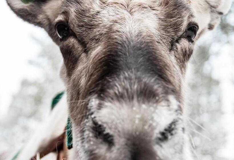 בית מלון כפרי Arctic Skylight Lodge