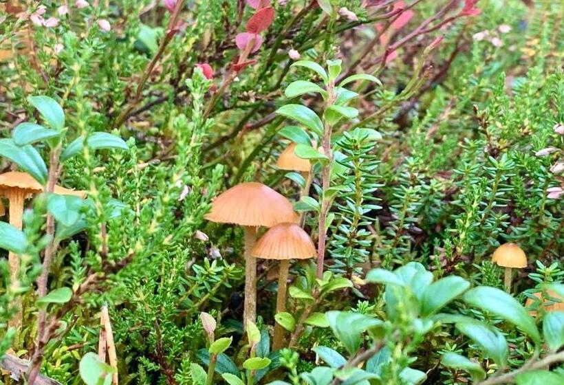 ホテル Arctic Skylight Lodge