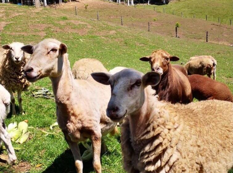 בית מלון כפרי Castillo De Cascadas Finca