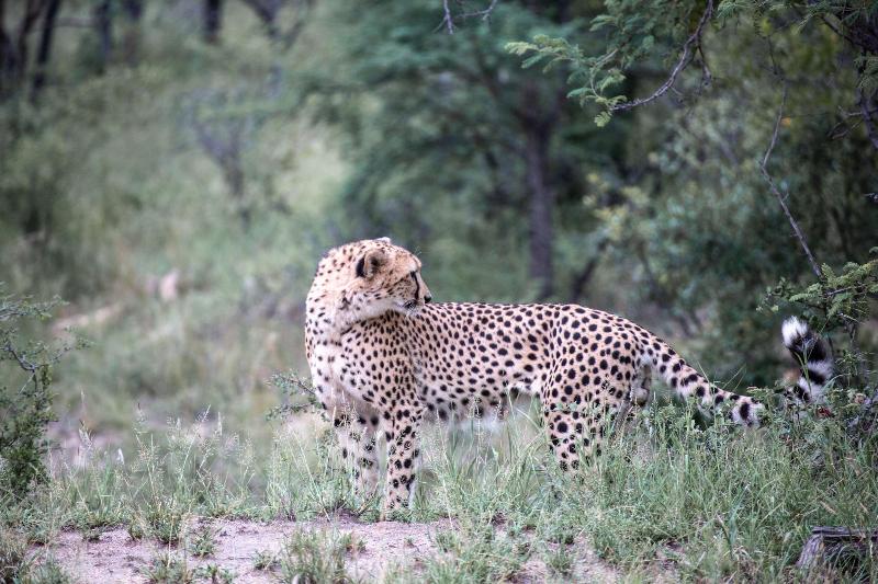 فندق Mdluli Safari Lodge