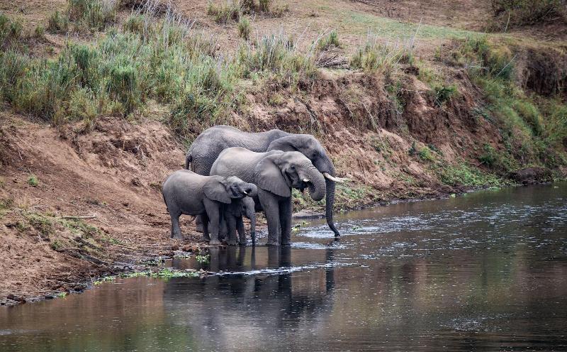 فندق Mdluli Safari Lodge