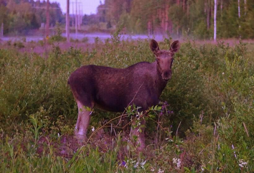Отель Otterbergets Bad & Camping