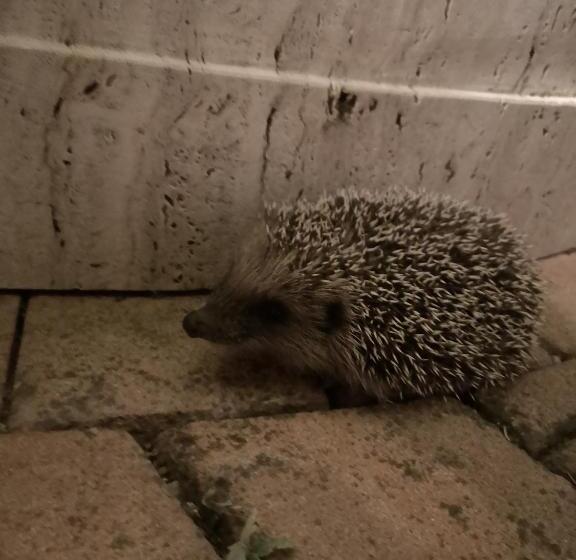 צימר Maison Tuscany Bed&breakfast