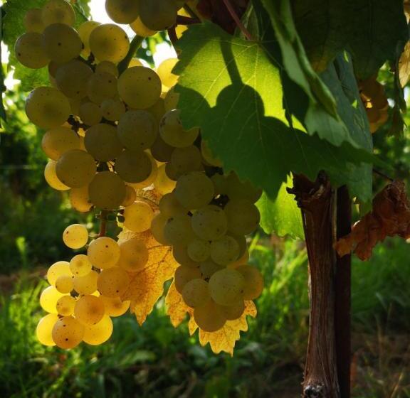 호텔 Pizzulin Wine & Living