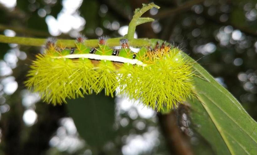 بنسيون Nuestro Bosque I