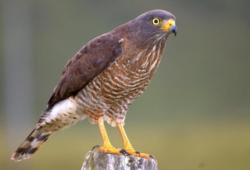 بنسيون Nuestro Bosque I