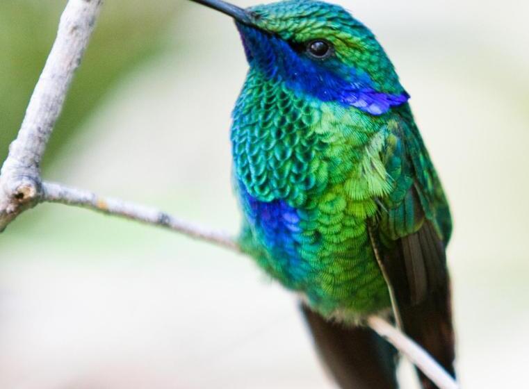 بنسيون Nuestro Bosque I