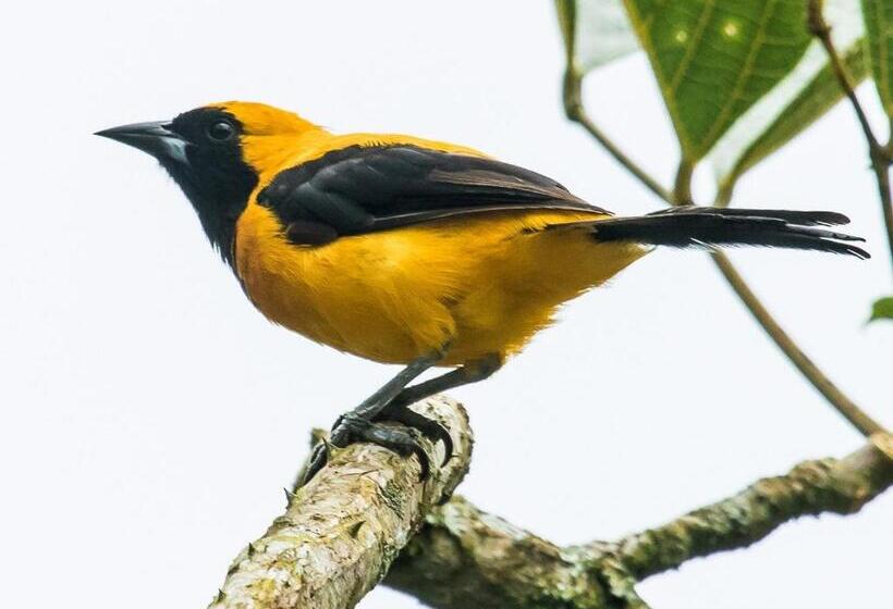 بنسيون Nuestro Bosque I