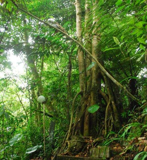 بنسيون Nuestro Bosque I