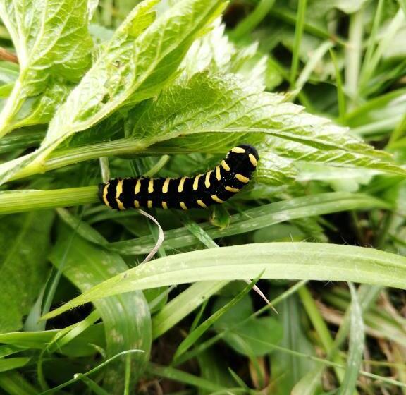 بنسيون Nuestro Bosque I