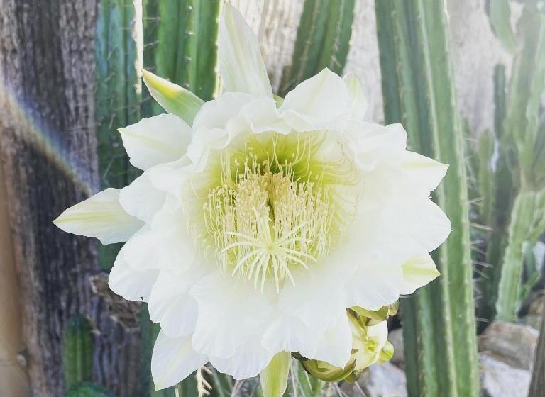 مبيت وإفطار Villino Saraceno Rostain