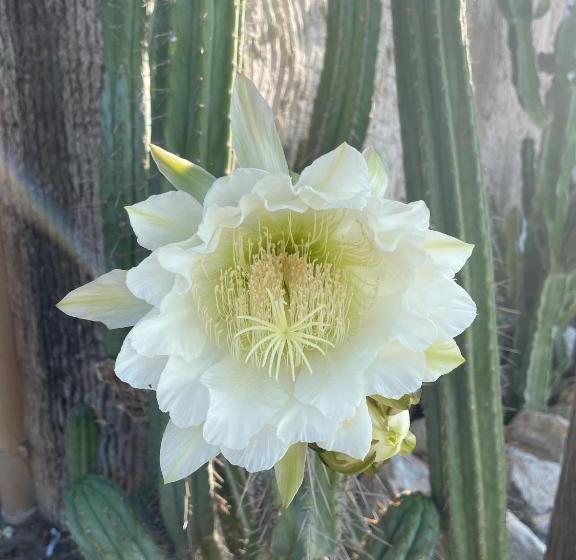 مبيت وإفطار Villino Saraceno Rostain