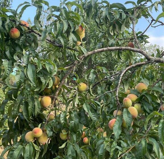 בית מלון כפרי Orchard Hill Retreat