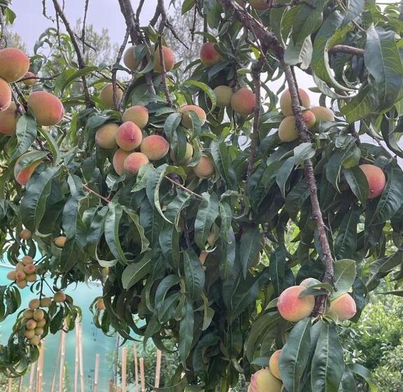 בית מלון כפרי Orchard Hill Retreat